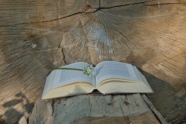 a book, tree, wood-5130712.jpg